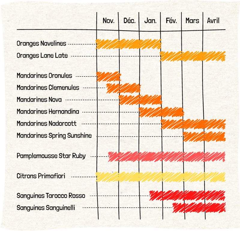 calendrier de maturité des variétés d'agrumes