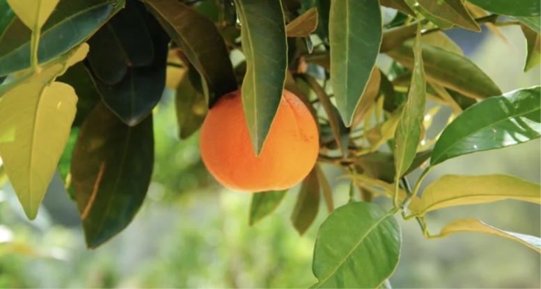 orange sur un arbre