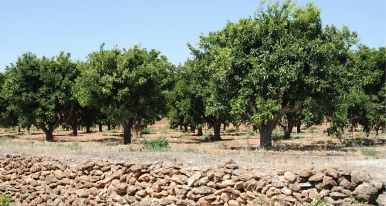 orangeraie en espagne